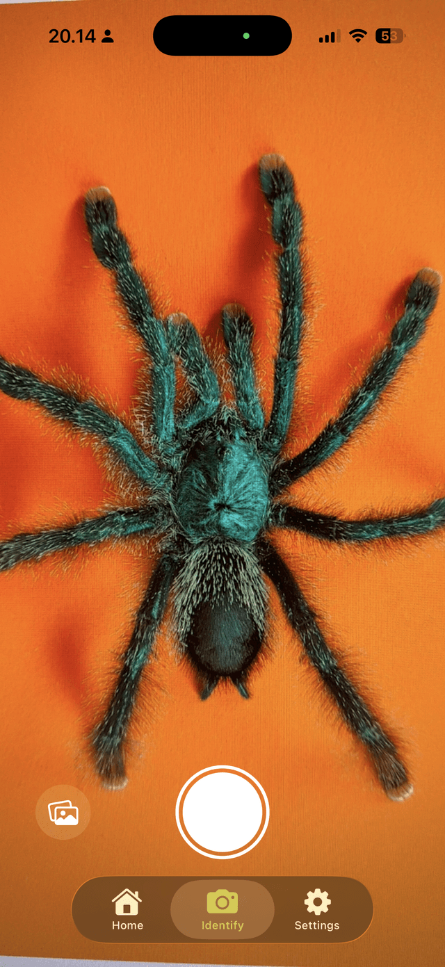 Bug Identifier camera screen identifying a spider