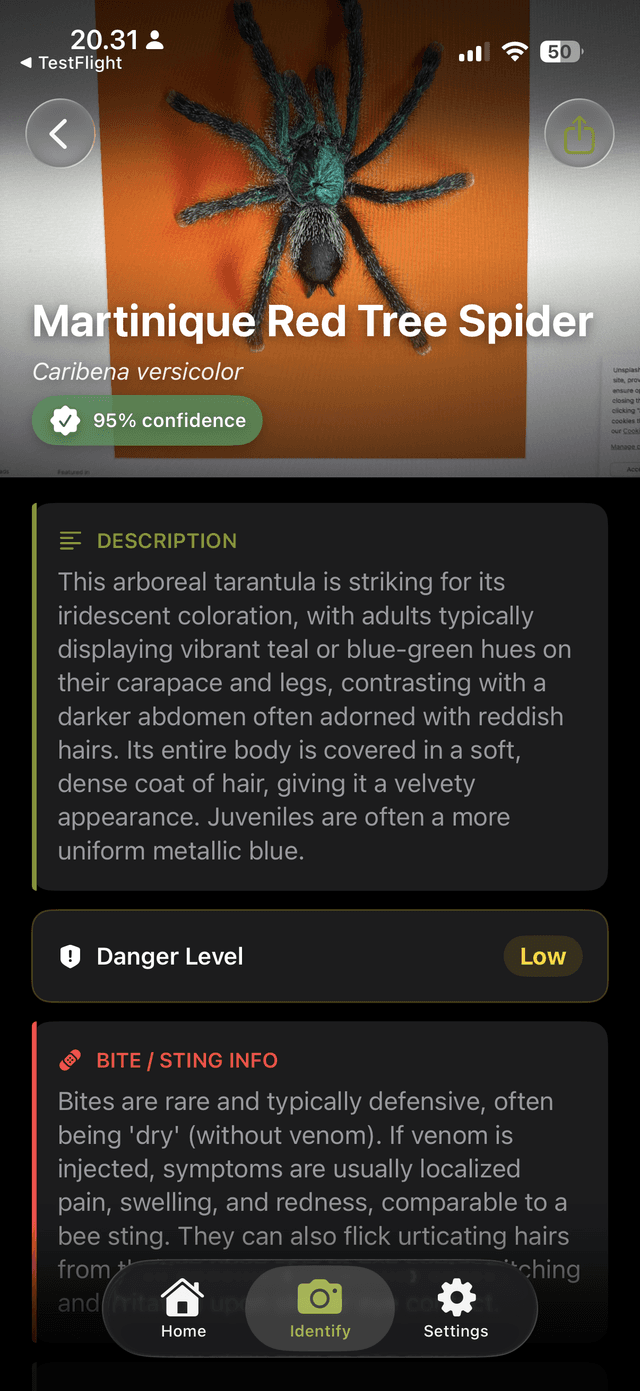 Detailed view of a Martinique Red Tree Spider identification